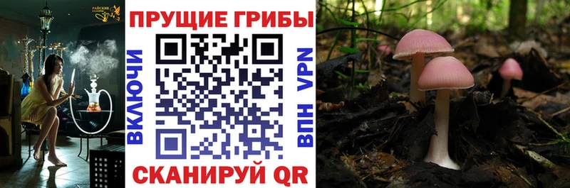 Галлюциногенные грибы мухоморы  Кунгур 